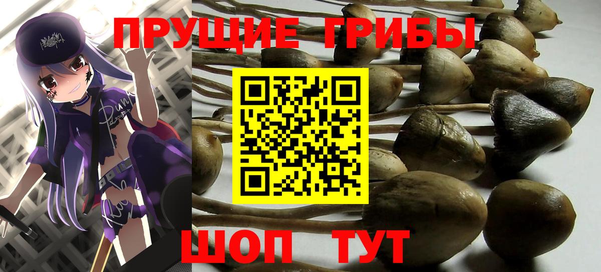 Боровичи  Галлюциногенные грибы Psilocybine cubensis  Вход с VPN 