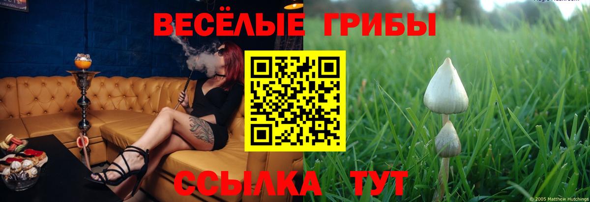 Галлюциногенные грибы Psilocybine cubensis Боровичи